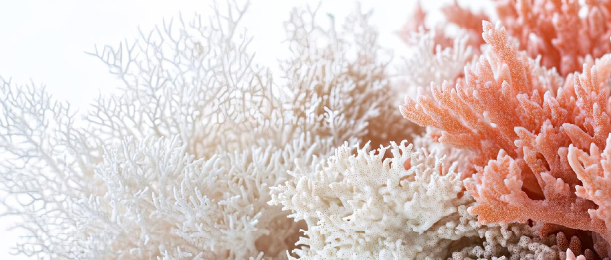 alga para programas de longevidad